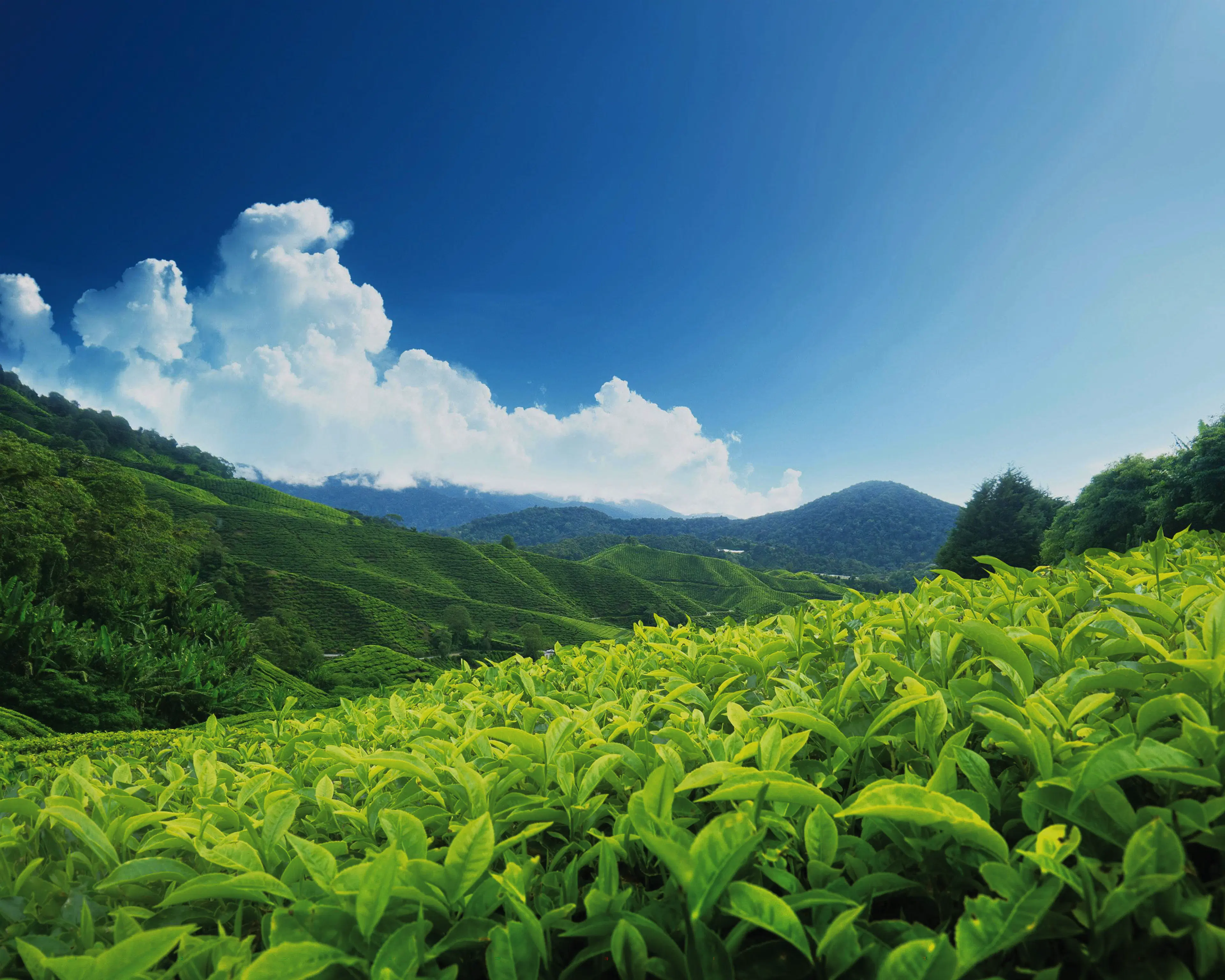 Kalubowitiyana Tea Factory Limited